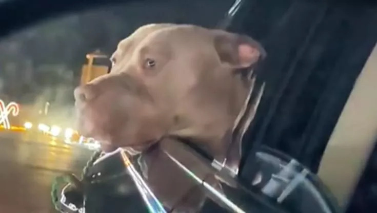Un volontario regala a Fabio, un cane in cerca di casa, una notte speciale tra le luci natalizie di Austin. Un gesto che commuove e ispira.