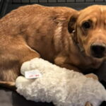 A poche ore dalla soppressione, Boogie trova una seconda possibilità di vita grazie ad Ava, una dogsitter dal cuore grande.