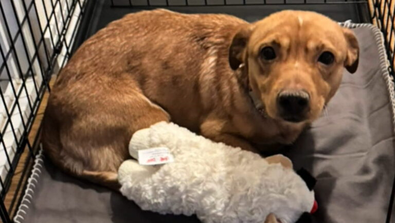 A poche ore dalla soppressione, Boogie trova una seconda possibilità di vita grazie ad Ava, una dogsitter dal cuore grande.