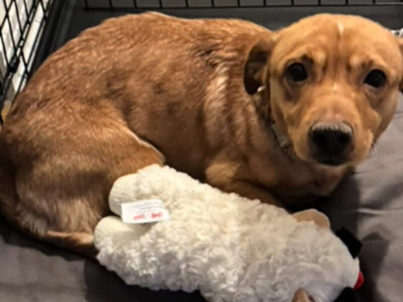 A poche ore dalla soppressione, Boogie trova una seconda possibilità di vita grazie ad Ava, una dogsitter dal cuore grande.