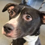 Dopo abbandoni e sofferenze, Lynch, un incrocio Pit Bull, cerca una famiglia definitiva. La sua storia è un promemoria sull'importanza di responsabilità e amore verso gli animali.