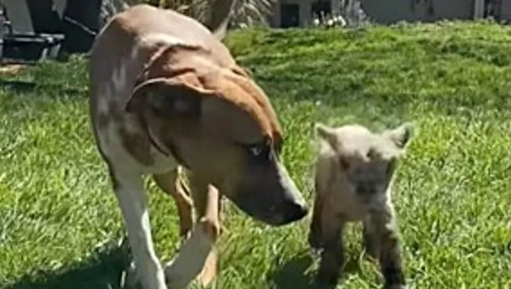 In una fattoria dell’Oregon, l’istinto e l’amore hanno unito Max, un giovane cane, e Beau, una baby pecora, in un’amicizia che dura ancora oggi.