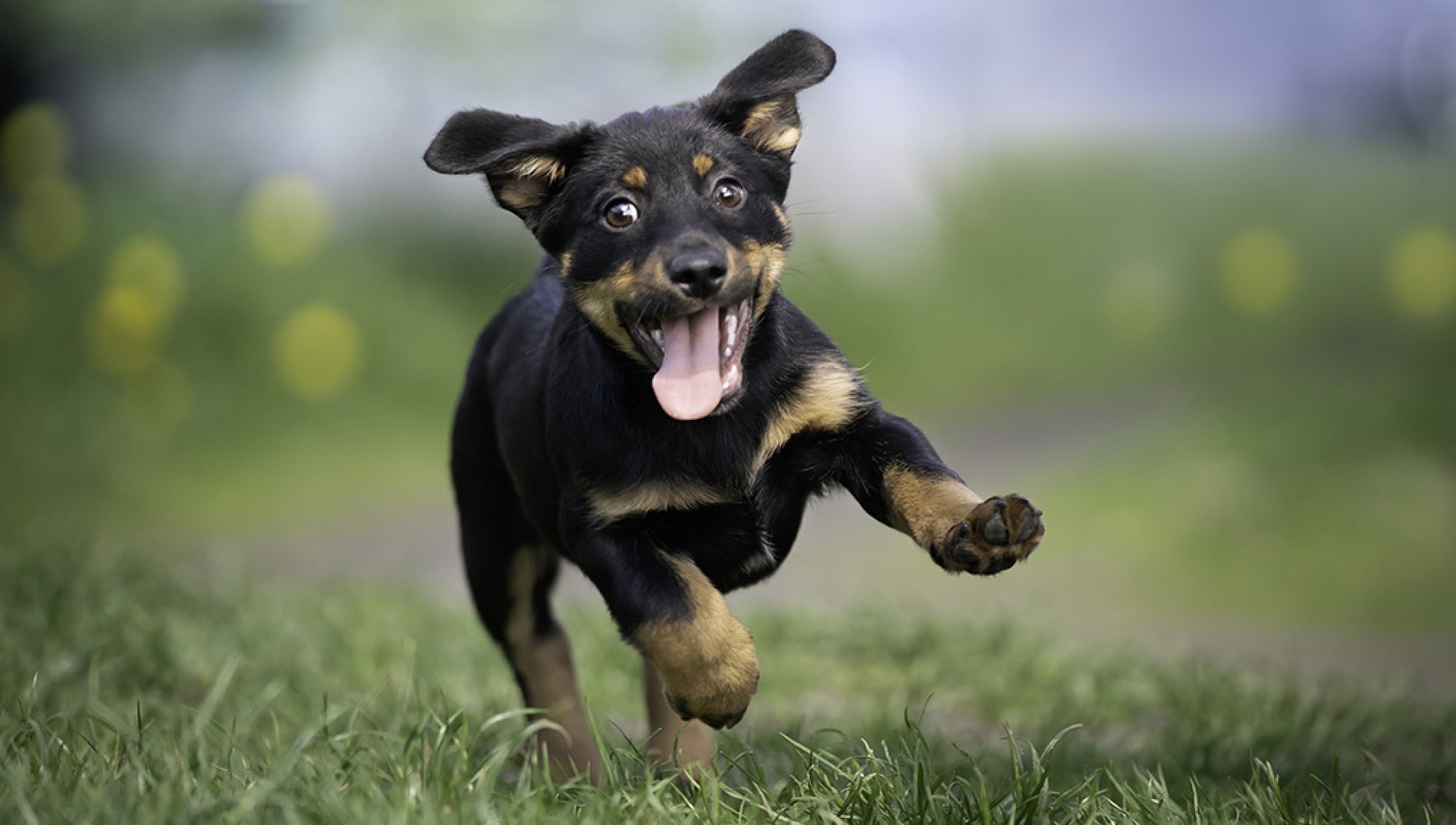 I cani hanno la stessa personalità dei proprietari, uno studio spiega perchè spesso accade