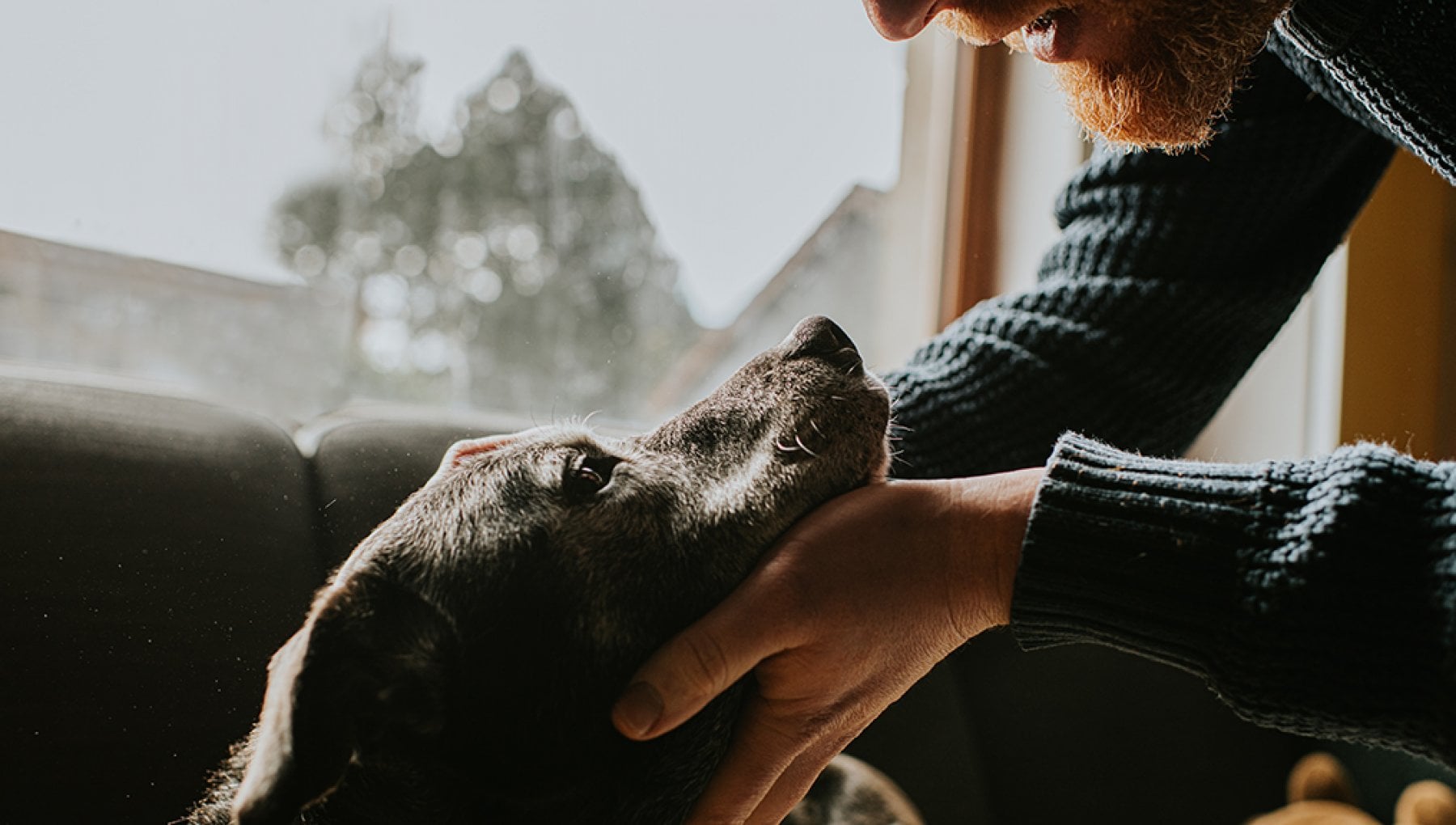 Come capire se il tuo cane è legato a te, i comportamenti che lo rivelano