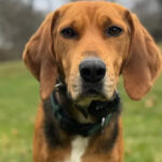 La decisione di Rose Mizak per la sua Rue, un incrocio tra Foxhound e Beagle, commuove e sensibilizza sul tema dell’eutanasia comportamentale.