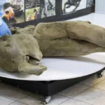 Gli scienziati recuperano la carcassa quasi intatta di un mammut lanoso femmina, aprendo nuove prospettive per lo studio della specie e la sua possibile resurrezione.