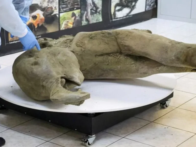 Gli scienziati recuperano la carcassa quasi intatta di un mammut lanoso femmina, aprendo nuove prospettive per lo studio della specie e la sua possibile resurrezione.