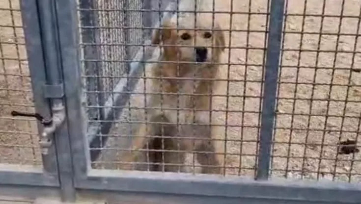Monella, tre anni di vita in gabbia ma ha un cuore pronto ad amare, “Venitemi a prendere”