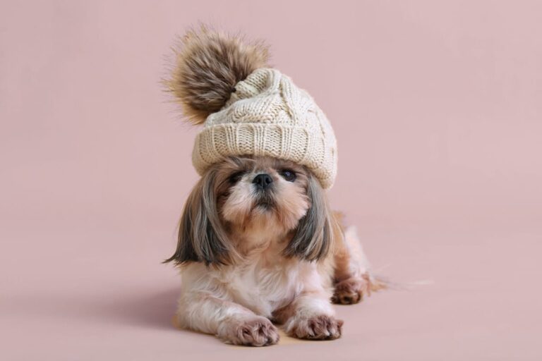 Non tutti i cani tollerano il freddo allo stesso modo. Scopri le razze più sensibili, come proteggerle e i segnali di disagio da riconoscere.