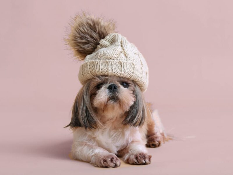 Non tutti i cani tollerano il freddo allo stesso modo. Scopri le razze più sensibili, come proteggerle e i segnali di disagio da riconoscere.