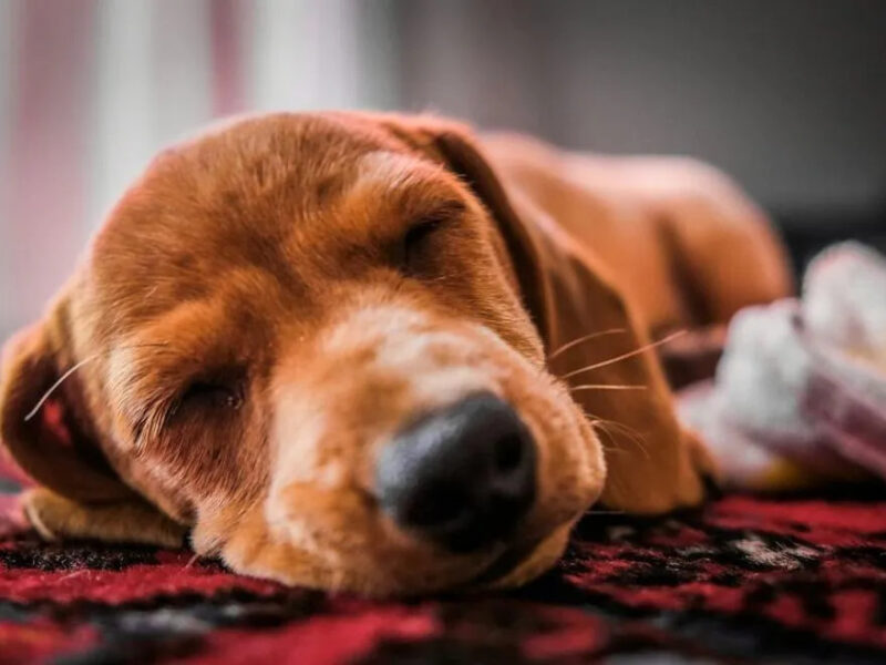 Uno studio dimostra che i cani sono in grado di identificare i loro familiari semplicemente ascoltando la voce, un’abilità rara nel mondo animale.