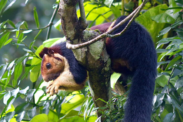 Con la sua pelliccia dai colori vivaci e le dimensioni imponenti, la Ratufa indica è uno degli scoiattoli più affascinanti al mondo, ma anche una specie vulnerabile.