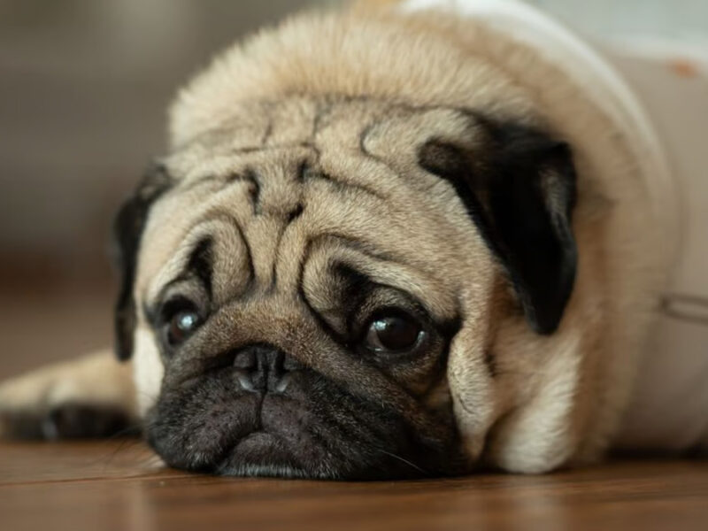 Un cane che appare triste potrebbe nascondere cause emotive, fisiche o ambientali. Scopri i segnali e i modi per migliorare il suo benessere.