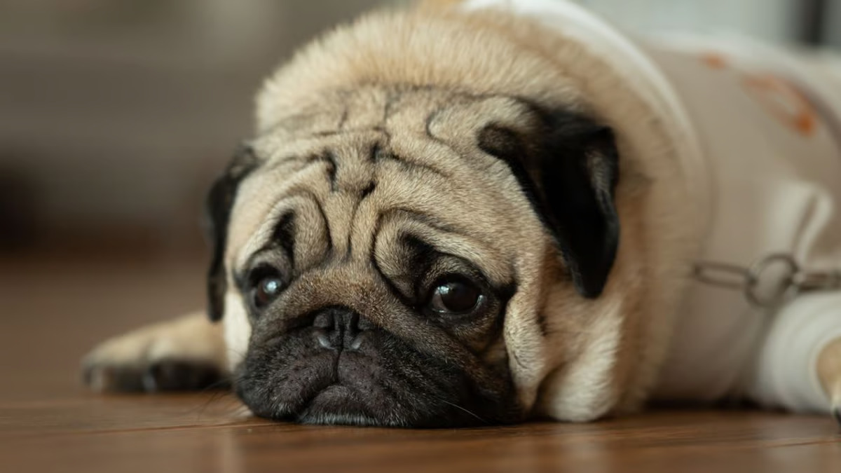 Cane triste: le possibili cause e come aiutarlo a ritrovare la felicità