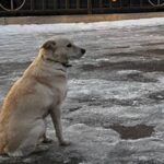 In Russia, Belka, un cane devoto, ha atteso per giorni il ritorno del suo padrone annegato, commuovendo il mondo con la sua fedeltà.