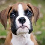 Adottare un cane significa accogliere in casa amore incondizionato. Alcune razze, però, si distinguono per la loro particolare affettuosità e dedizione al padrone.