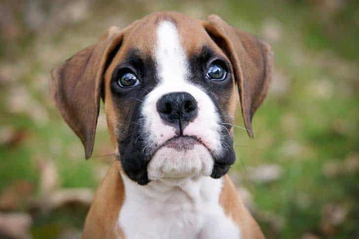 Le razze di cani più affettuose: quali scegliere per un legame speciale
