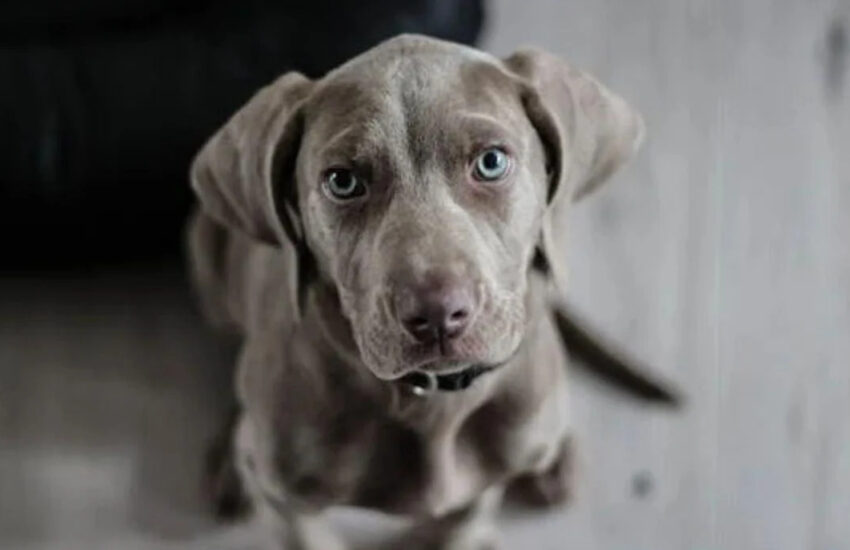 Uno studio dell’Università di Ginevra svela come parlare più lentamente e con toni modulati migliori la comunicazione con i cani, rendendo comandi e interazioni più efficaci.