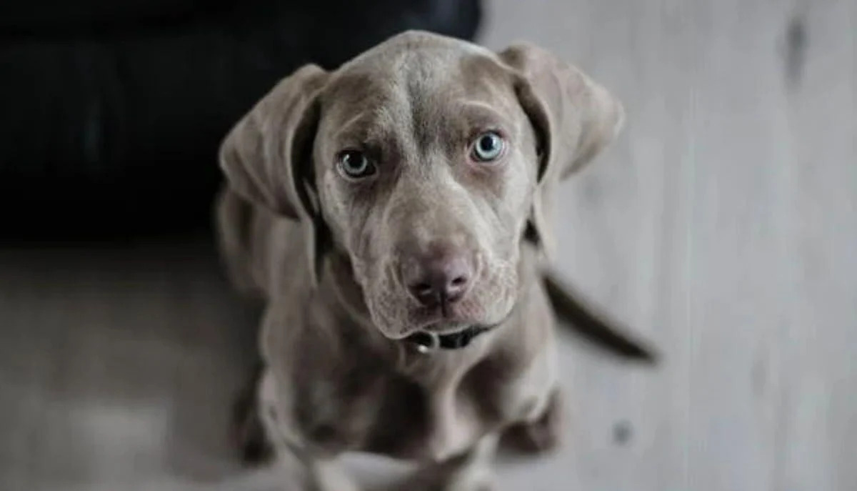 Uno studio dell’Università di Ginevra svela come parlare più lentamente e con toni modulati migliori la comunicazione con i cani, rendendo comandi e interazioni più efficaci.
