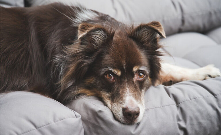 La morte di un cane lascia un vuoto profondo, non solo nei padroni, ma anche nel compagno a quattro zampe che condivideva la sua vita.