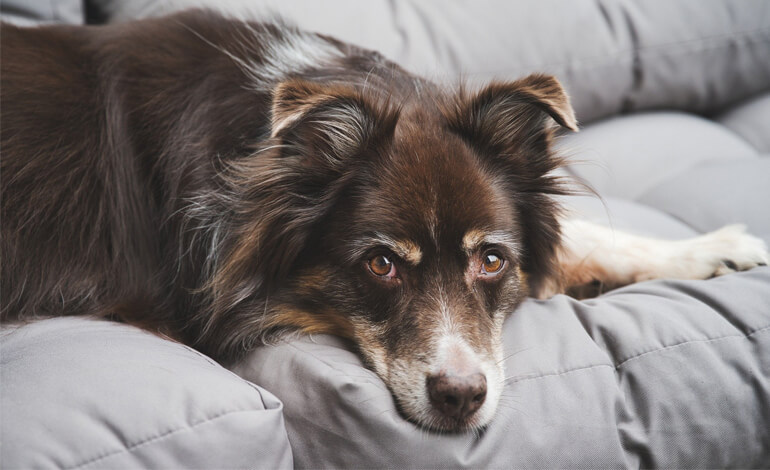 Due cani, un legame speciale: il dolore di uno alla perdita dell’altro