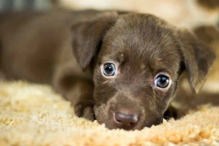 La formula dei "7 anni umani per ogni anno canino" è ormai superata: ecco il metodo corretto per calcolare l'età di un cane.