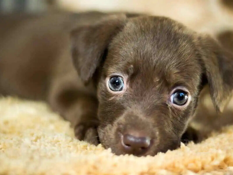La formula dei "7 anni umani per ogni anno canino" è ormai superata: ecco il metodo corretto per calcolare l'età di un cane.