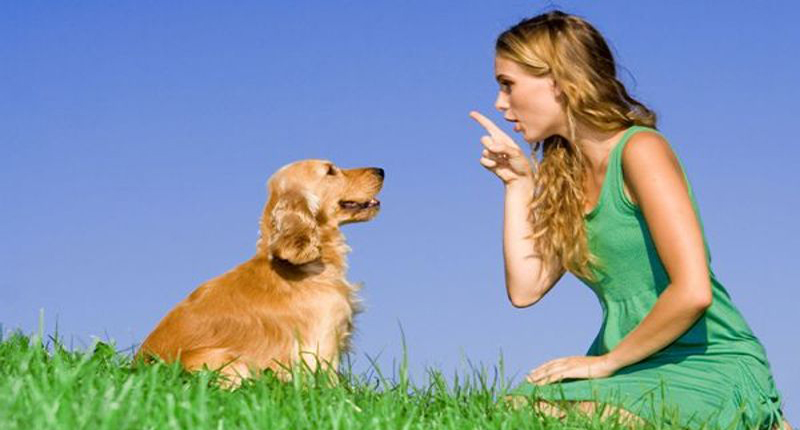 Quando il cane non ascolta: l’importanza di una corretta comunicazione e di evitare punizioni