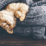 I gatti dormono fino a 15 ore al giorno: gli esperti ritengono che, come gli esseri umani, possano vivere sogni e incubi durante la fase REM.