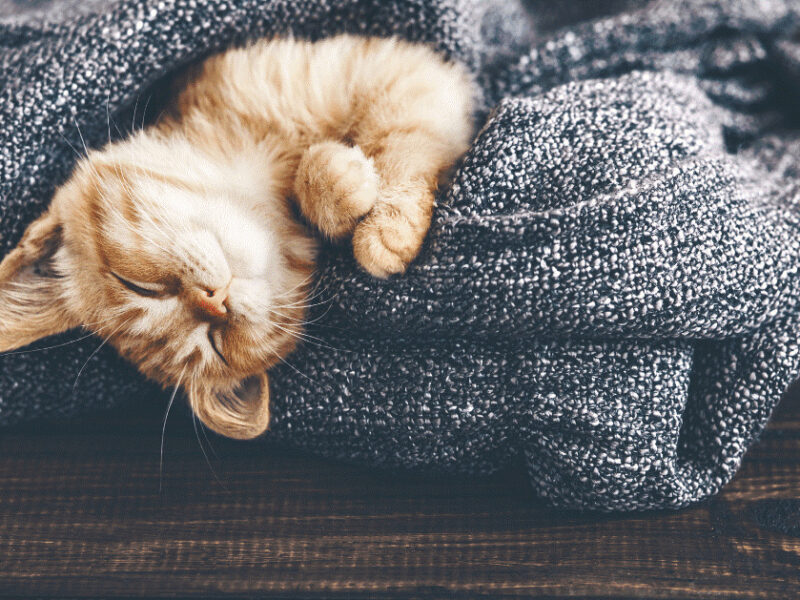 I gatti dormono fino a 15 ore al giorno: gli esperti ritengono che, come gli esseri umani, possano vivere sogni e incubi durante la fase REM.