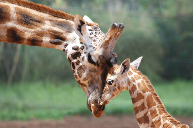 Il declino della popolazione delle giraffe africane ha portato gli Stati Uniti a proporre misure decisive per la loro salvaguardia, attraverso l’Endangered Species Act (ESA)