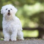 Dal Chihuahua al Labrador, alcune razze canine si distinguono per la loro capacità di dimostrare affetto e lealtà senza pari. Scopri quali sono.