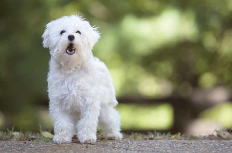 Dal Chihuahua al Labrador, alcune razze canine si distinguono per la loro capacità di dimostrare affetto e lealtà senza pari. Scopri quali sono.