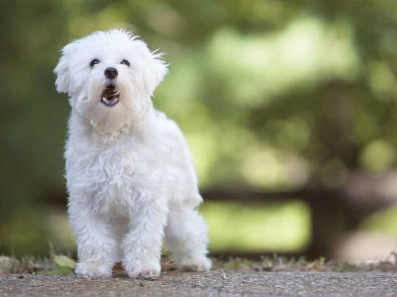 Dal Chihuahua al Labrador, alcune razze canine si distinguono per la loro capacità di dimostrare affetto e lealtà senza pari. Scopri quali sono.