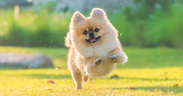 La perdita di un cane è un evento doloroso, che spinge molti a chiedersi: dove vanno gli animali dopo la morte? Esploriamo le credenze delle diverse culture.