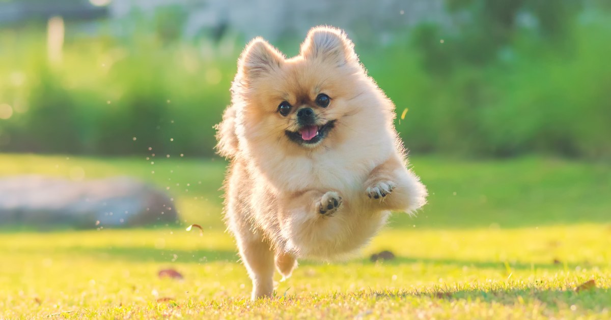 La perdita di un cane è un evento doloroso, che spinge molti a chiedersi: dove vanno gli animali dopo la morte? Esploriamo le credenze delle diverse culture.