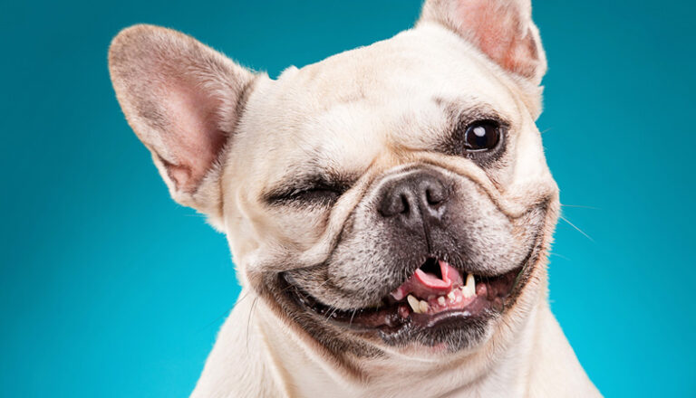 Capire l'età di un cane in rapporto a quella umana non è immediato. Esistono metodi errati e una formula scientifica per calcolarla correttamente.