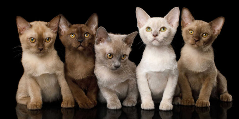 Alcuni studi suggeriscono che il colore del mantello potrebbe influire sul comportamento dei gatti, ma le esperienze di vita e l’ambiente giocano un ruolo più importante.