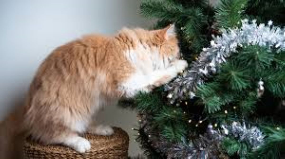 Albero di Natale sicuro per i gatti: consigli per proteggere decorazioni e animali