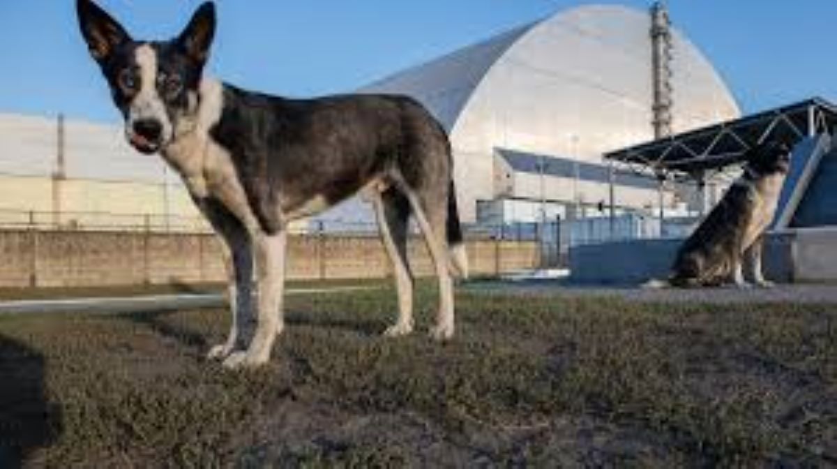 Un cane abbandonato torna alla vita girando il mondo insieme al suo proprietario