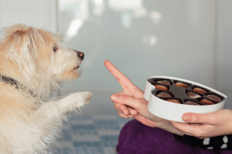 Il cioccolato è amato dagli umani, ma può essere letale per i cani. Scopri perché, quali sono i sintomi di intossicazione e come comportarti.