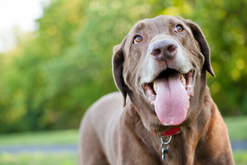 Il colore del pelo del cane influenza l’aspettativa di vita