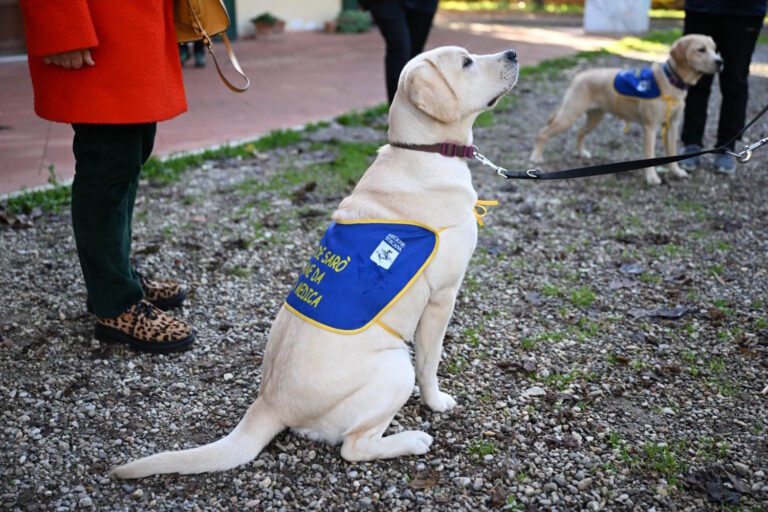 Grazie a un progetto innovativo, cani addestrati per rilevare crisi diabetiche offrono un supporto vitale e migliorano l’autonomia delle persone affette da diabete.