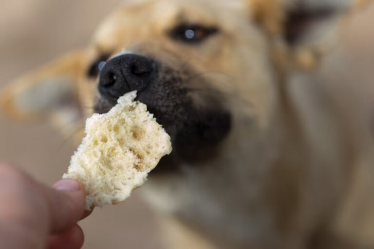 Dolci natalizi come pandoro e panettone possono essere nocivi per i cani a causa di ingredienti dannosi. Scopri i rischi e le alternative sicure.