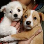 La razza di cane che preferisci potrebbe rivelare aspetti del tuo carattere, anche se non esistono prove scientifiche che lo dimostrino. Scopri di più!