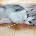 I gomitoli di lana sono una vera attrazione per i gatti, che li considerano prede sfuggenti. Ma attenzione: possono essere pericolosi se non supervisionati.