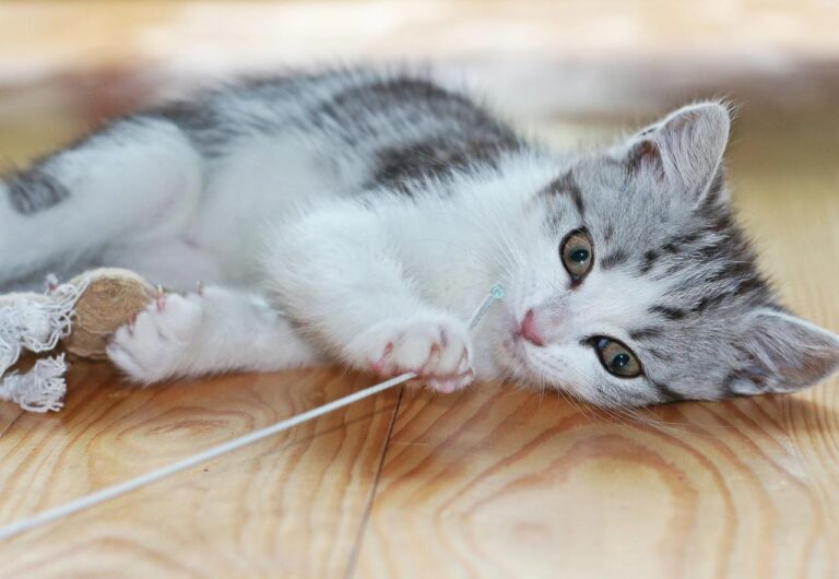 I gomitoli di lana sono una vera attrazione per i gatti, che li considerano prede sfuggenti. Ma attenzione: possono essere pericolosi se non supervisionati.