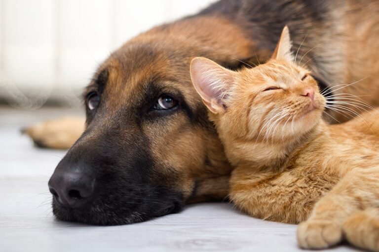 È possibile la convivenza tra cane e gatto? Sì, e con i giusti accorgimenti può trasformarsi in un’amicizia speciale. Ecco i consigli per riuscirci.