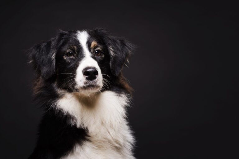 Dopo l’amputazione di una zampa a causa di un osteosarcoma, Mozart, un Levriero di 6 anni, ritrova la gioia di correre nei suoi luoghi preferiti.
