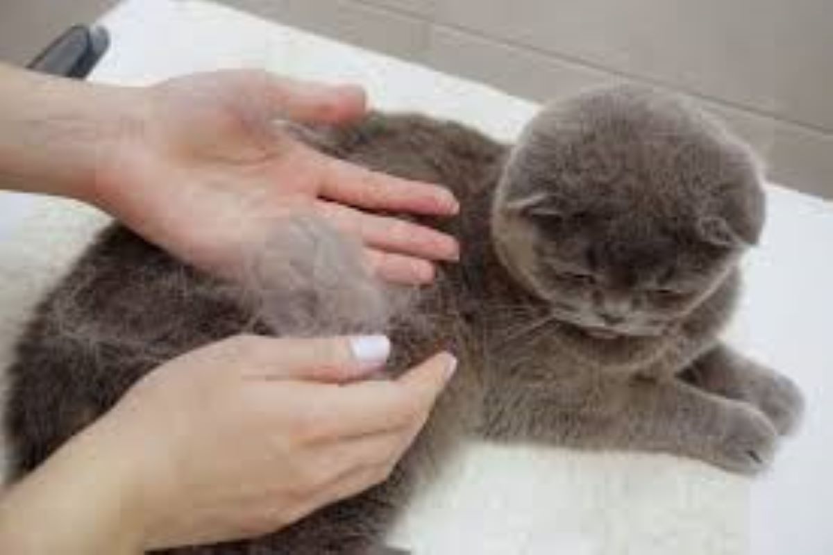 Perdita di pelo nei gatti: cause normali e segnali di allarme